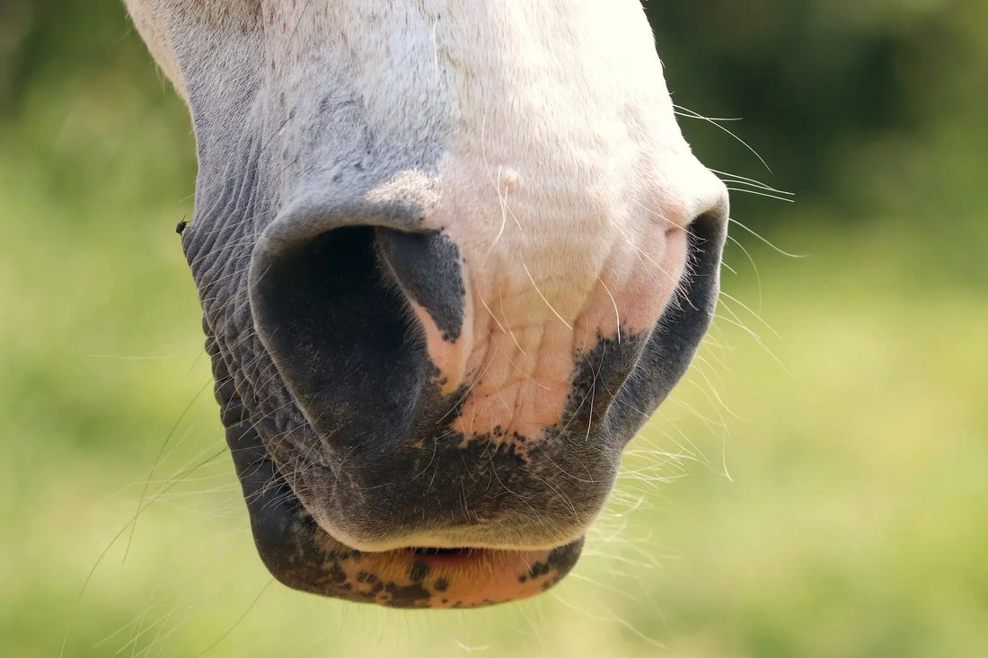 Pegasalt: Nüstern des Pferdes - wie atmet mein Pferd?