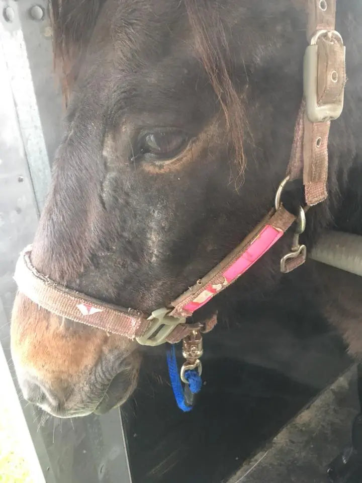 Pegasalt: Sole-Behandlung bei Pferd mit Sommerekzem