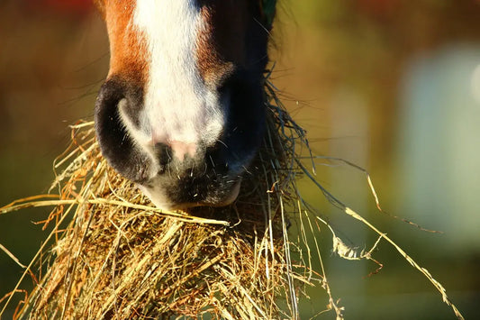 Pegasalt: Staubfreie Heu-Fütterung des Pferdes