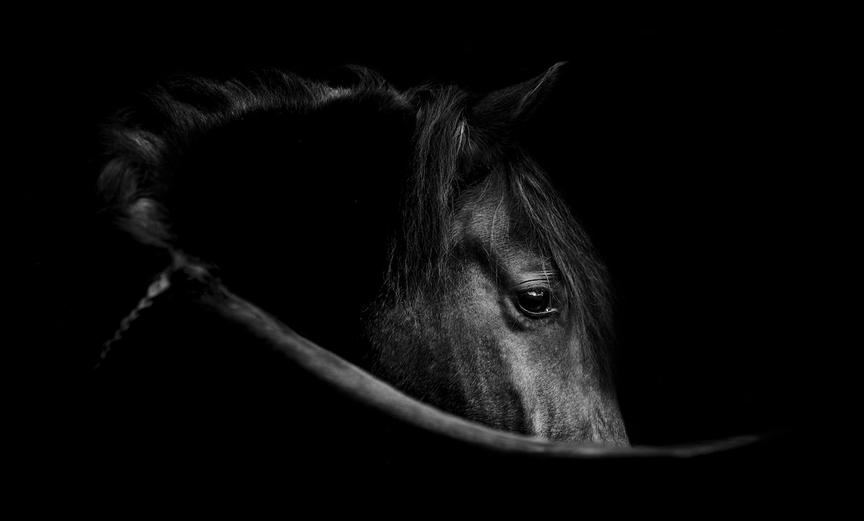 Schwarz-weiß Foto eines schwarzen Pferdes | PEGASALT